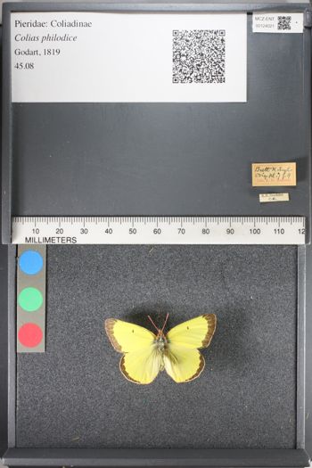 Media type: image;   Entomology 124021
